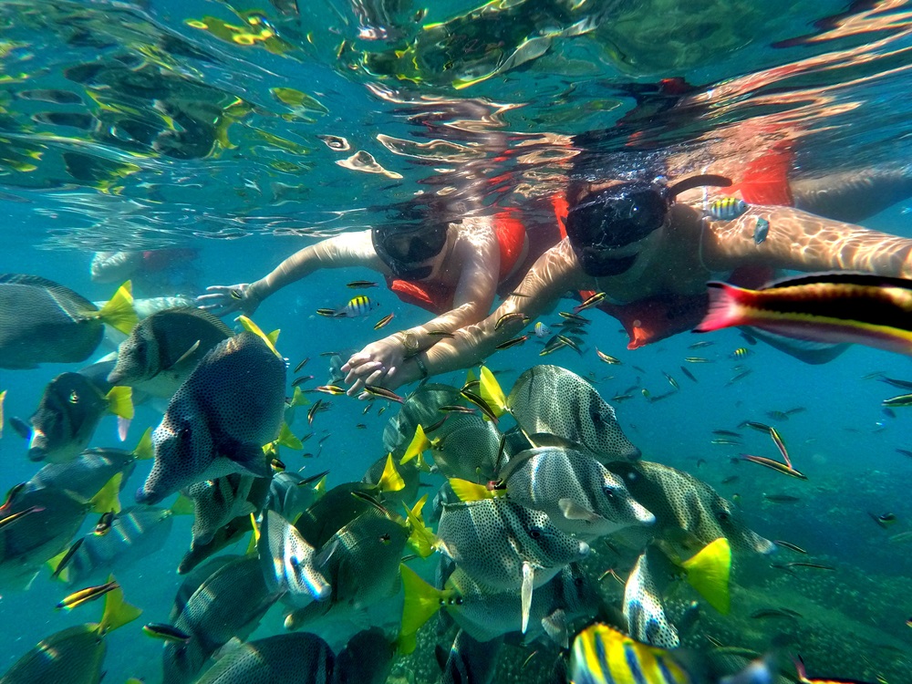 Snorkel Catamaran en Los Cabos con Transporte Redondo
